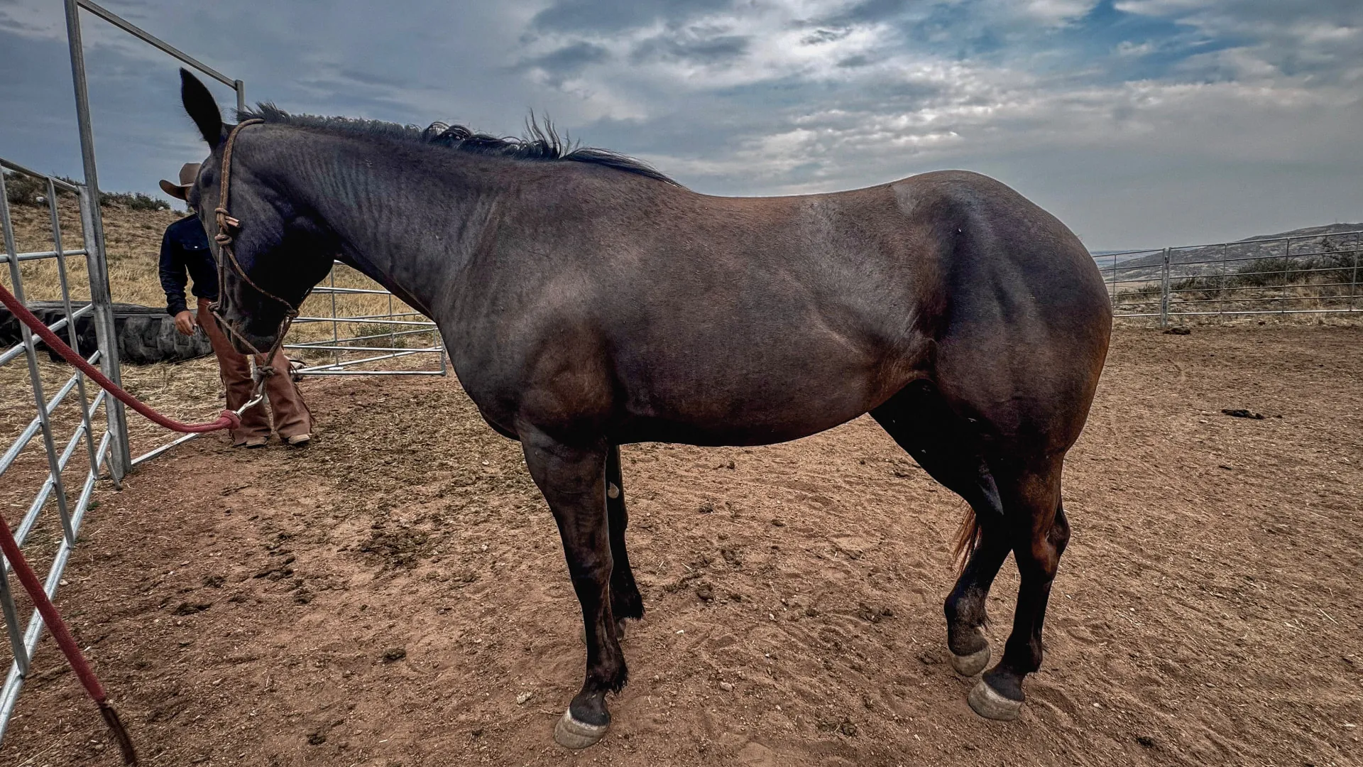 A horseman working with a young horse in a Wyoming round pen